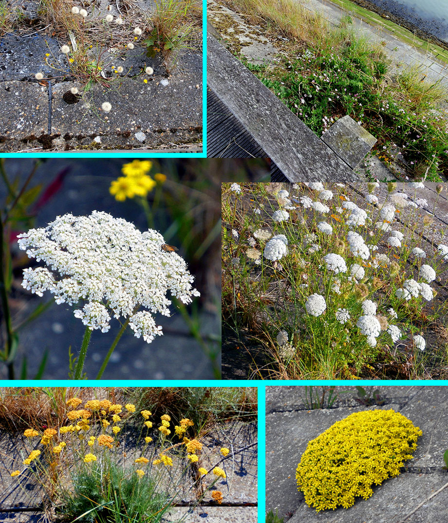 collage planten